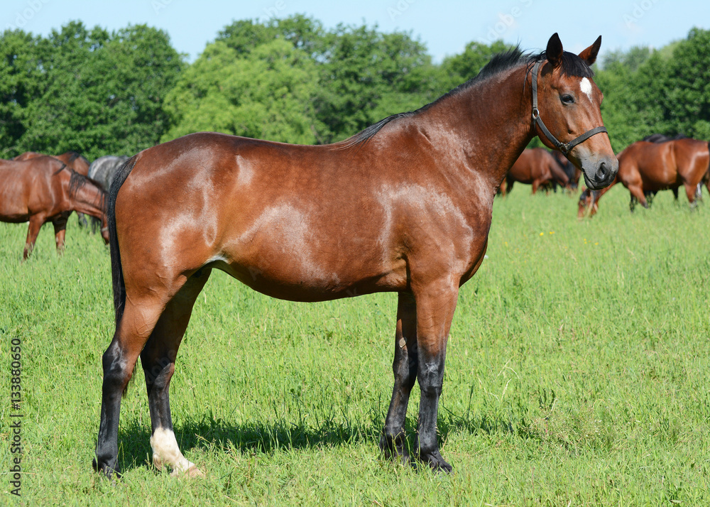 The brown thoroughbred mare in foal costs against the background of herd summer