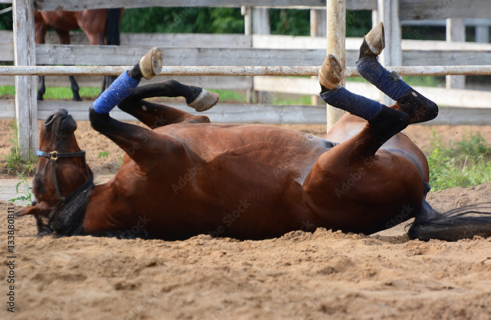 The funny horse rolls on sand upside-down