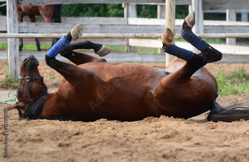 The funny horse rolls on sand upside-down