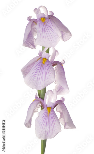 Fototapeta Naklejka Na Ścianę i Meble -  iris flower isolated