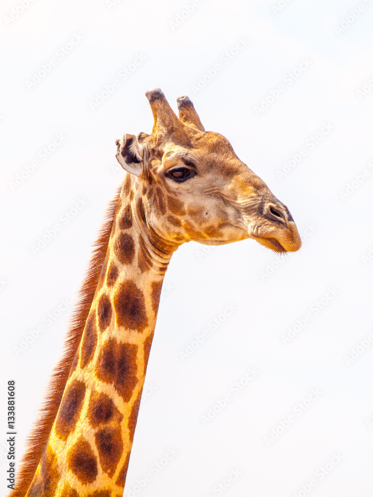 Obraz premium Close-up portrait of giraffe with head and long neck on white background, African wildlife in Etosha National Park, Namibia, Africa.