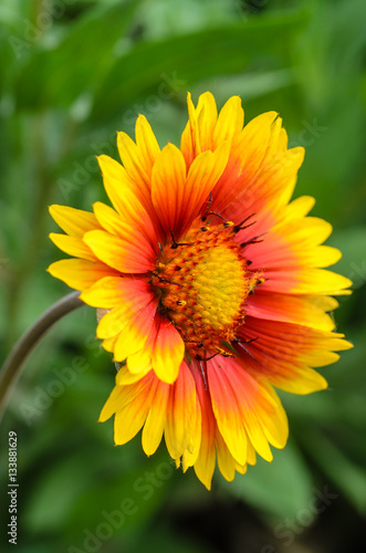 Bright flower gaillardia