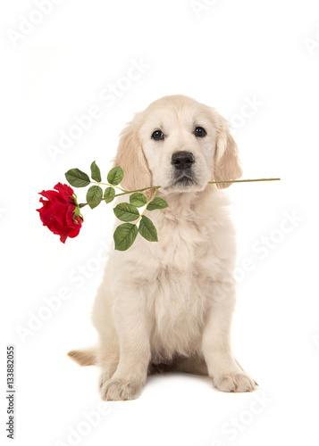 Cute blond golden retriever puppy sitting and facing the camera with a red rose in her mouth isolated on a white background
