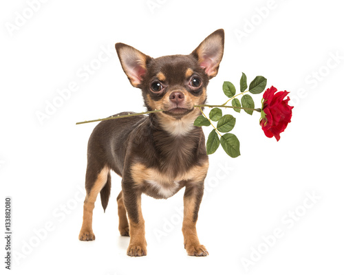 Bilde på lerret Pretty brown chihuahua dog standing and facing the camera holding a red rose in