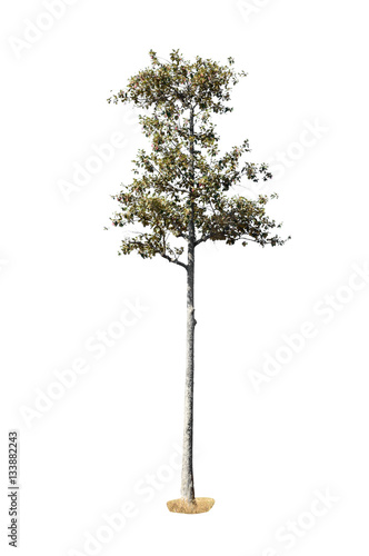 Tree on isolated background.Nature object.