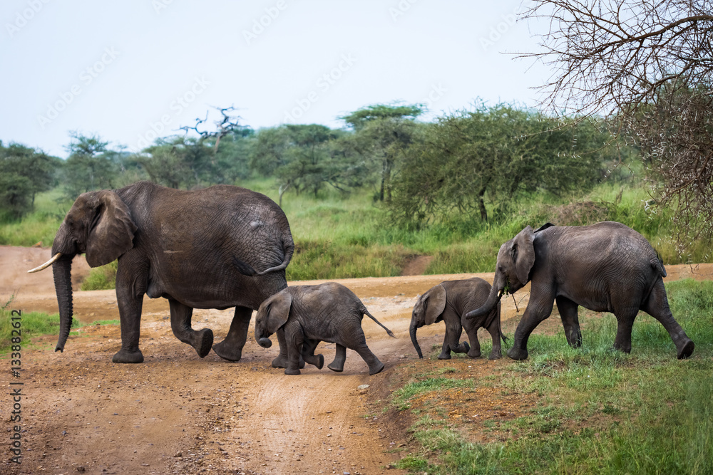 Elephant family with babies crossing unpaved road in bush, safari in Serengeti National Park, Tanzania, Africa. Sunny summer day during the dry season. Elephant family with babies crossing unpaved road in bush, safari in Serengeti National Park, Tanzania, Africa. Sunny summer day during the dry season.