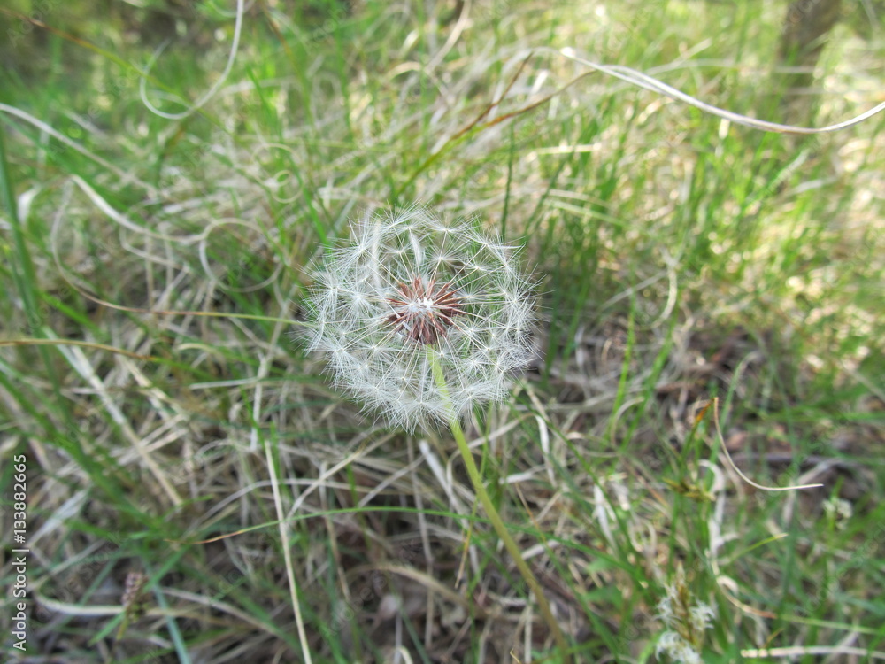 hawkbit hawkbit