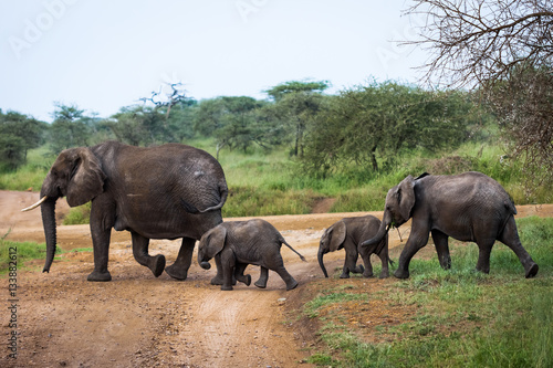 Elephant family with babies crossing unpaved road in bush  safari in Serengeti National Park  Tanzania  Africa. Sunny summer day during the dry season.