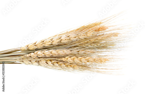 Barley Grains Isolated on White Background