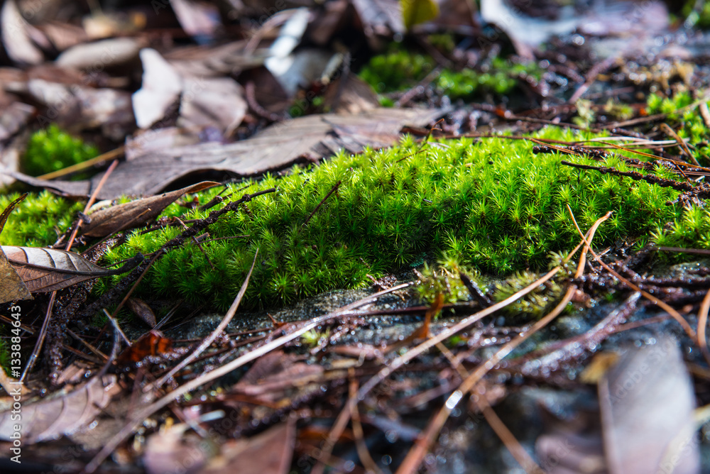 moss in dark nature moss in dark nature