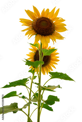 Fototapeta Naklejka Na Ścianę i Meble -  Beautiful sunflowers as isolated background