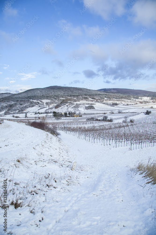winter vine yard landscape 