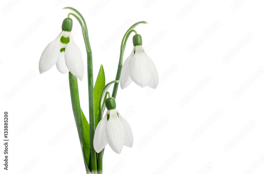 Obraz premium Three snowdrop flowers