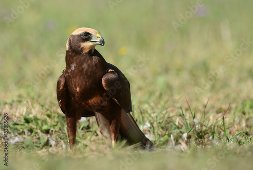 Marsh harrier  Circus aeruginosus 