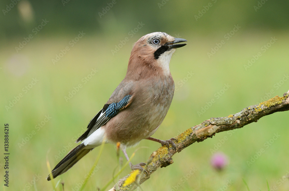 Jay bird (Garrulus glandariues) Jay bird (Garrulus glandariues)
