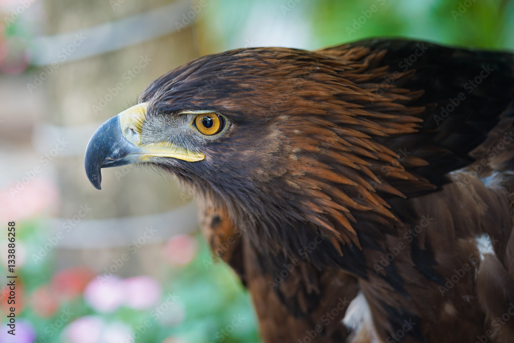 Obraz premium Portrait of Golden Eagle