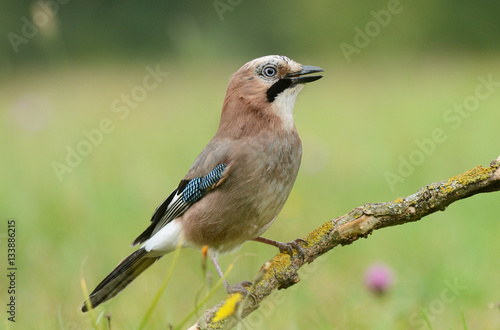 Jay bird (Garrulus glandariues)