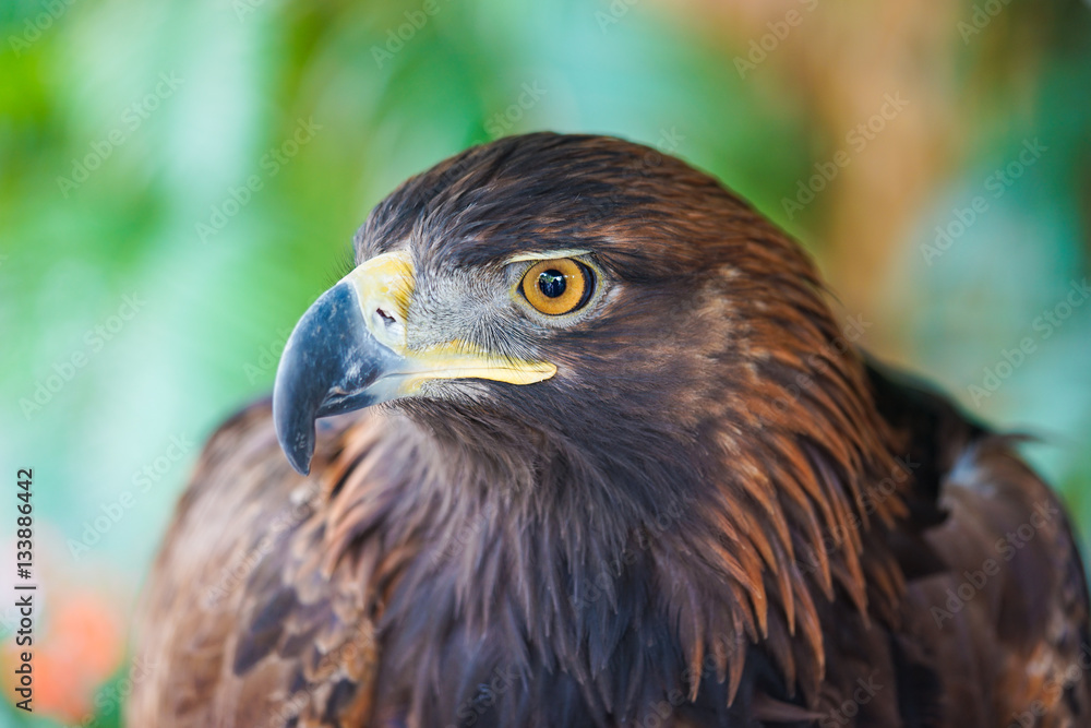 Fototapeta premium Portrait of Golden Eagle