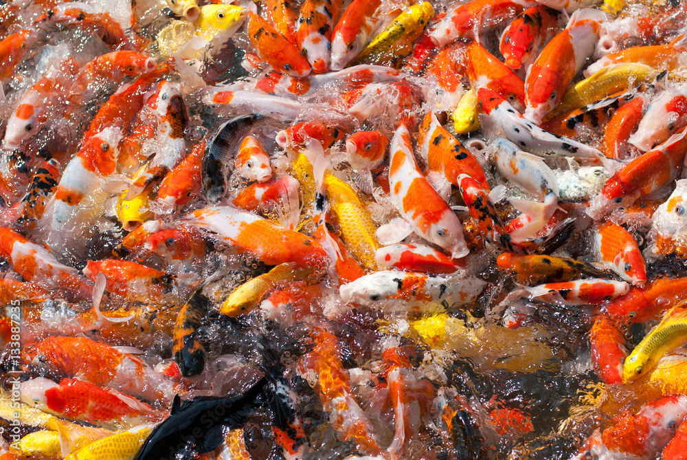 Colorful fancy carp fish, koi fish Colorful fancy carp fish, koi fish