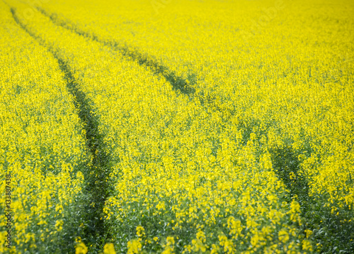 Beautiful fields