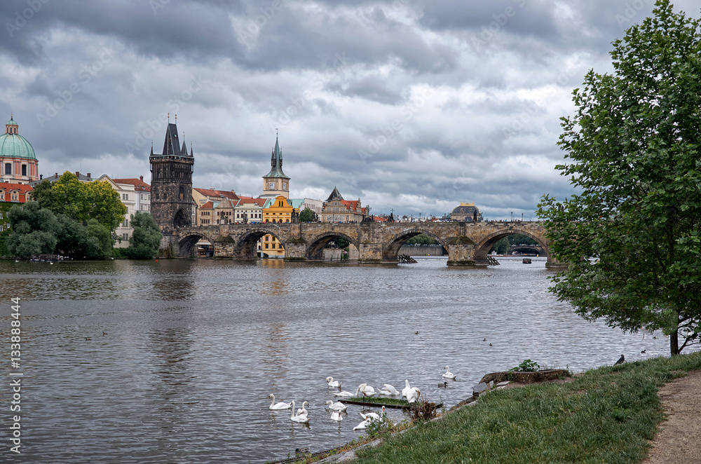 Swans on the Vltava River in the background Charles Bridge