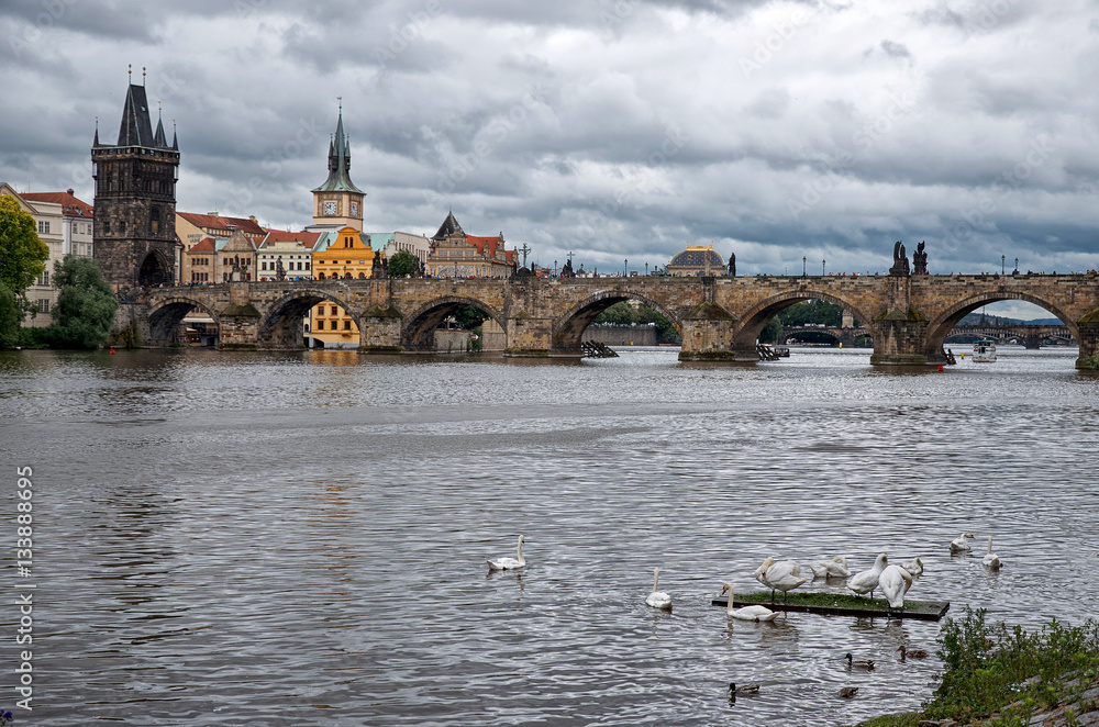 Swans on the Vltava River in the background Charles Bridge