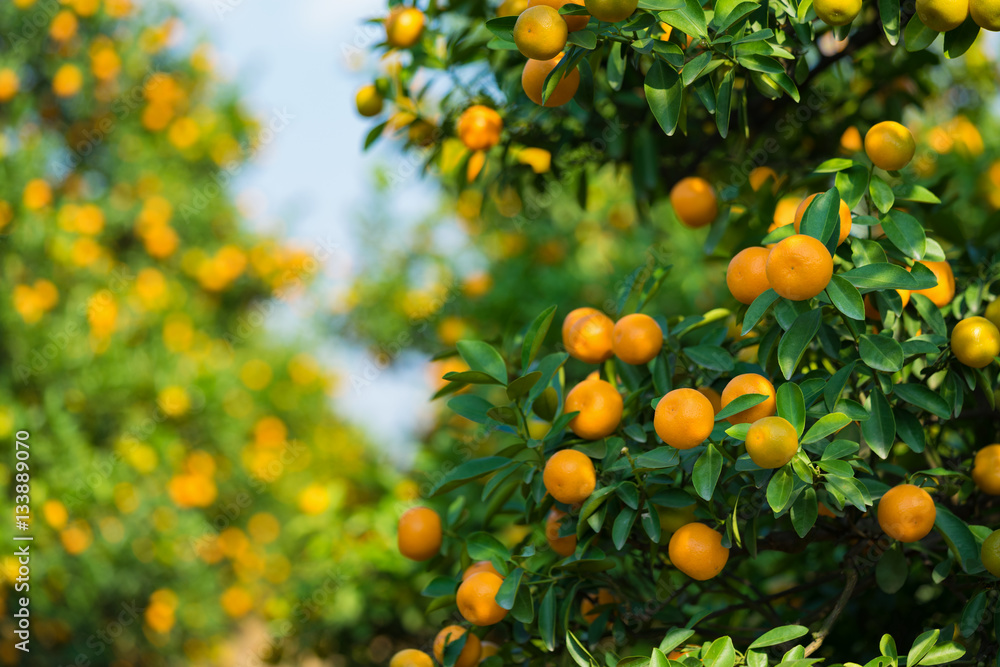 Kumquat, the symbol of Vietnamese lunar new year. In nearly every household, crucial purchases for Tet include the peach Kumquat, the symbol of Vietnamese lunar new year. In nearly every household, crucial purchases for Tet include the peach