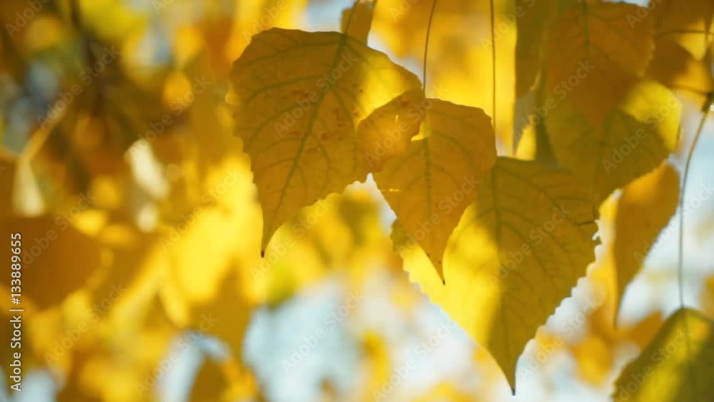 Texture of autumn golden yellow leaves close-up. Wind blows the leaves. Autumn warm sun streaming through yellow leaves. Bright background for the basic design Texture of autumn golden yellow leaves close-up. Wind blows the leaves. Autumn warm sun streaming through yellow leaves. Bright background for the basic design