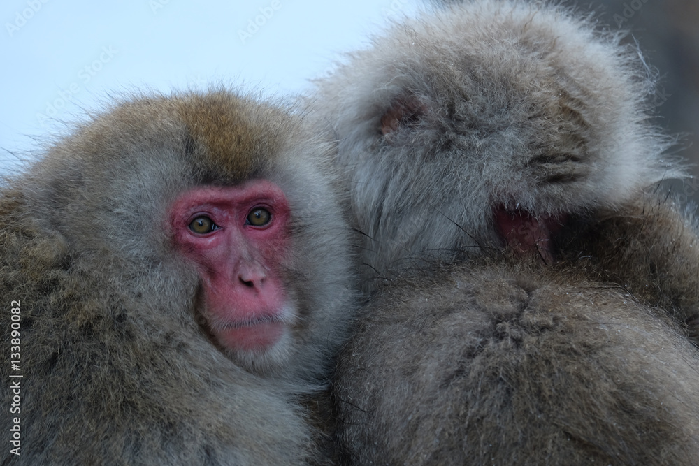 Naklejka premium 日本猿 地獄谷野猿公苑にて撮影