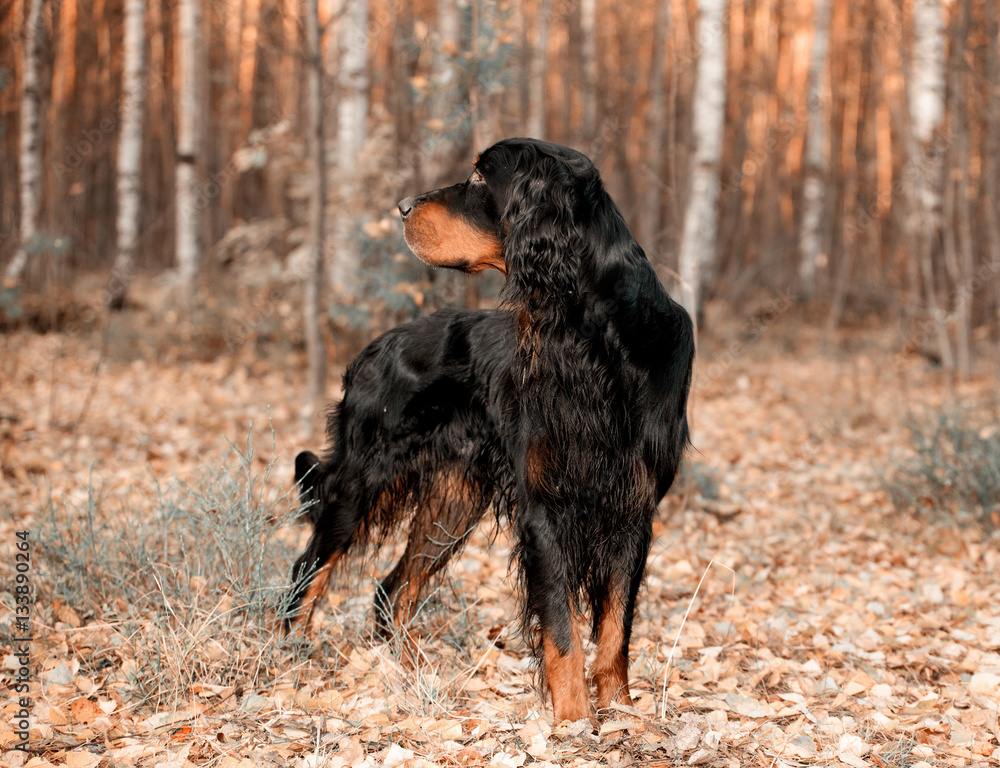 Gordon Setter hunting dog standing in the front in the autumn fo
