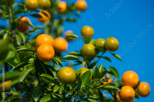 Kumquat  the symbol of Vietnamese lunar new year. In nearly every household  crucial purchases for Tet include the peach  hoa dao  and kumquat plant
