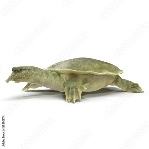 Chinese softshell turtle Pelodiscus sinensis on white. 3D illustration