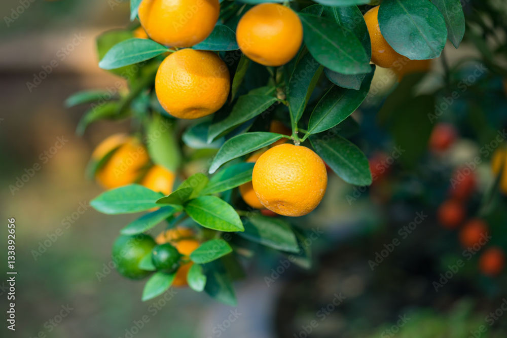 Kumquat, the symbol of Vietnamese lunar new year. In nearly every household, crucial purchases for Tet include the peach Kumquat, the symbol of Vietnamese lunar new year. In nearly every household, crucial purchases for Tet include the peach