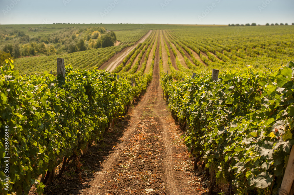 Obraz premium Grape field