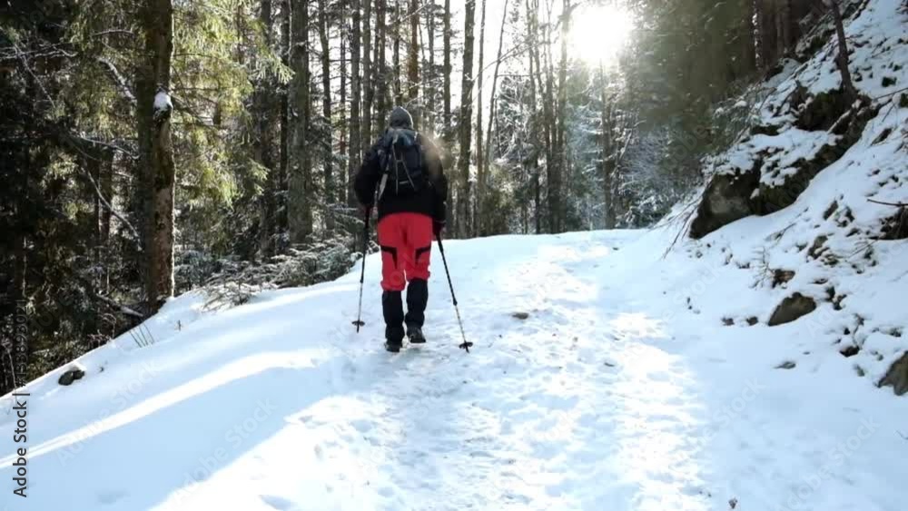 Tourist hiking in beautiful winter forest/Man hiking with trekking sticks in beautiful winter forest at sunset
Tourist hiking in beautiful winter forest/Man hiking with trekking sticks in beautiful winter forest at sunset