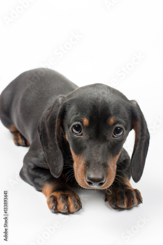 Portrait of black puppy dachshund with sad look over white backg