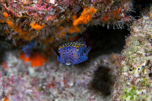 Boxfish close-up. Similan islands. Andaman sea. Thailand.
