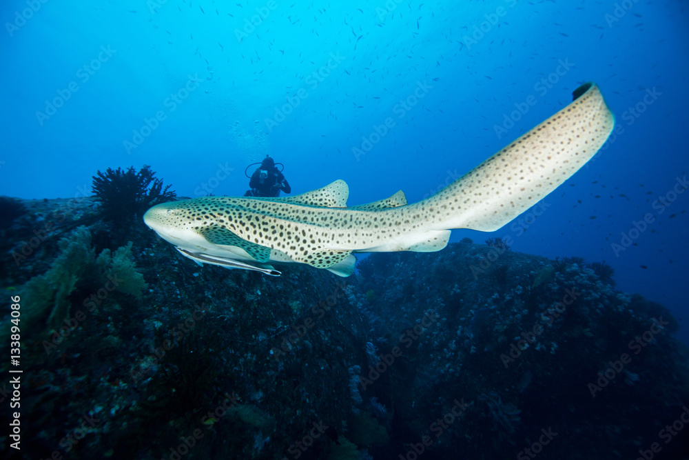 Leopard shark close-up. Similan islands. Andaman sea. Thailand. Leopard shark close-up. Similan islands. Andaman sea. Thailand.
