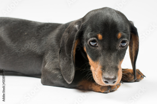 Portrait of black puppy dachshund with sad look over white backg © zlajaphoto