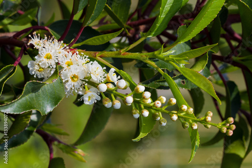Prunus lusitanica Brenelia