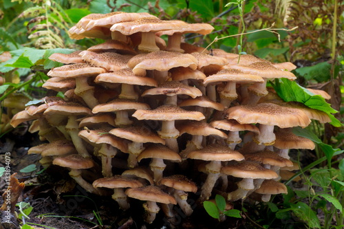 Huge cluster of honey mushrooms, armillaria mellea, in autumn forest