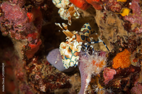 Harlequin shrimp close-up. Similan islands. Andaman sea. Thailan © Pitcher
