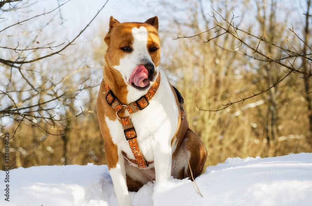 a terrier's having a great appetite in nature in winter while walking forest
