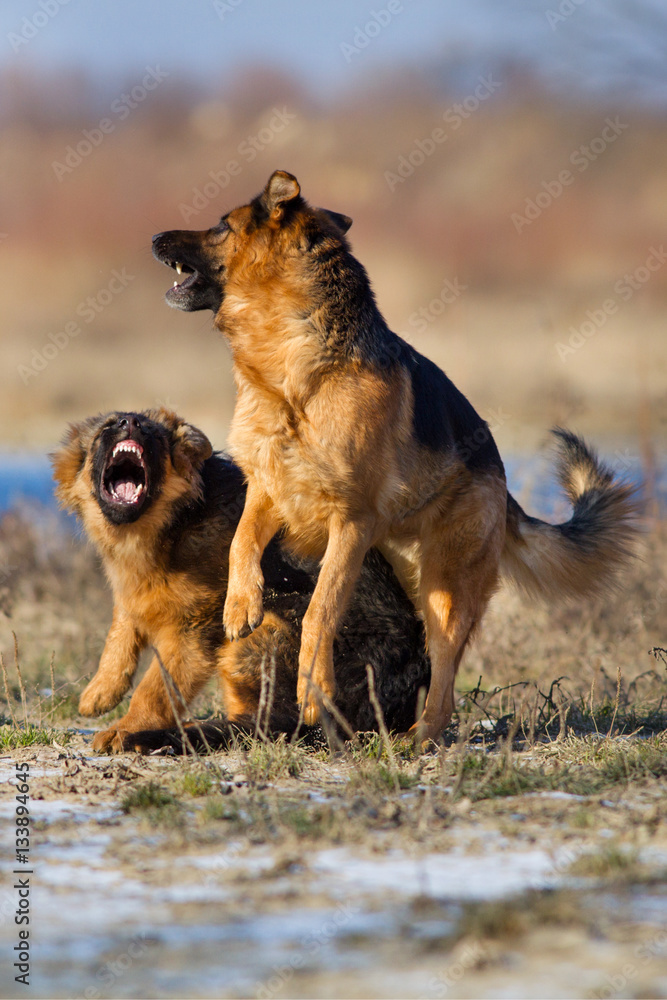 Two german shepherd dog play outdoor in winter day Two german shepherd dog play outdoor in winter day