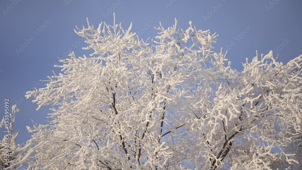 Beautiful snowy trees, frost on the branches
Beautiful snowy trees, frost on the branches