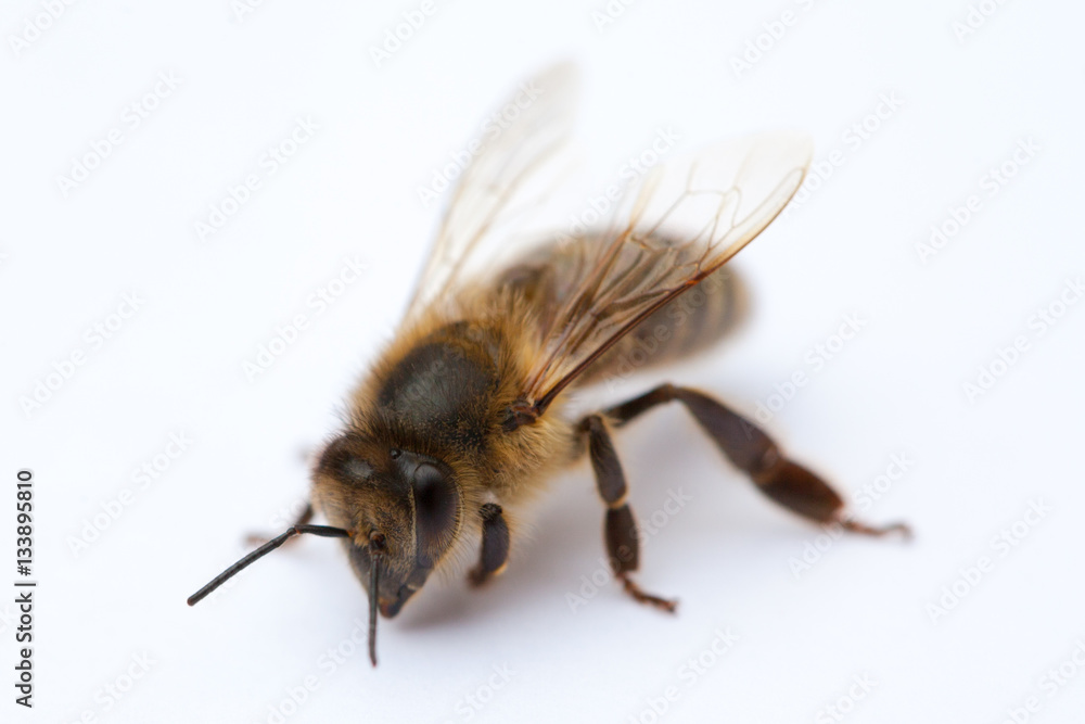 Isolated Bee Isolated Bee