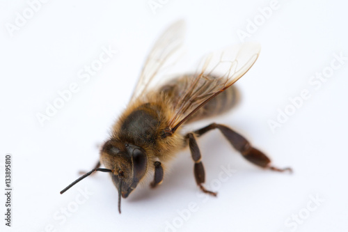 Isolated Bee © FiledIMAGE