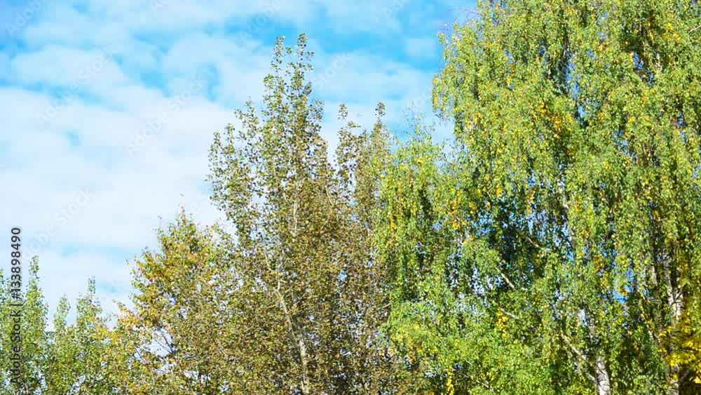 Birch trees with yellow and green leaves swaying in wind Birch trees with yellow and green leaves swaying in wind