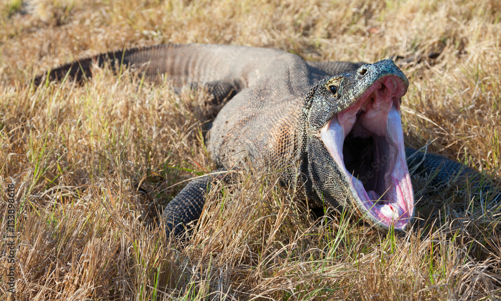 Fototapeta premium Yawning Komodo Dragon. Rinca island, Indonesia.