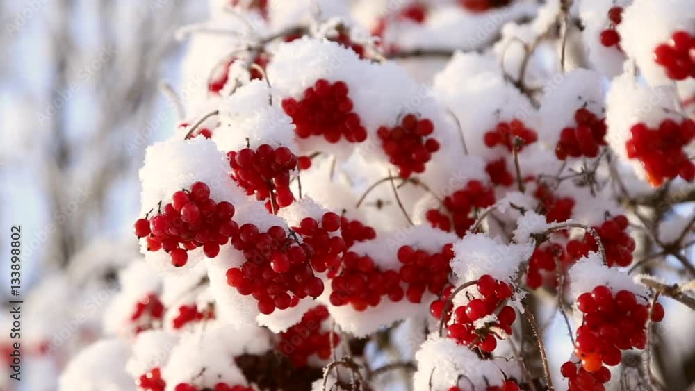 Viburnum berries on the branches in winter in the snow Viburnum berries on the branches in winter in the snow